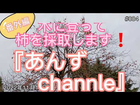 【番外編＃004_田舎の暮らし】あんずの別荘キレイにするワン。〔木登り‼️干し柿を作るために柿の木から柿を採取しました。〕20221119