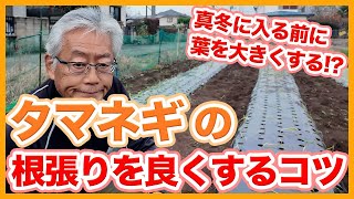 家庭菜園や農園の玉ねぎ栽培は根張りを良くして越冬！しっかり保温する植え付けと玉ねぎの育て方！【農家直伝】