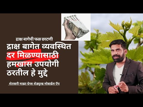 shrihari ghumare | द्राक्ष बागेत व्यवस्थित दर मिळण्यासाठी हमखास उपयोगी ठरतील हे मुद्दे