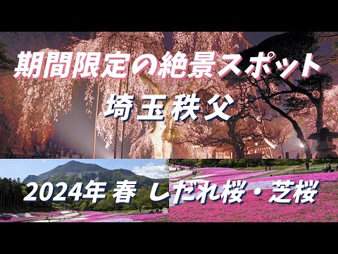 埼玉秩父 期間限定の絶景スポット  ”清雲寺のしだれ桜”  ”羊山公園の芝桜”  2024年春「最新情報」