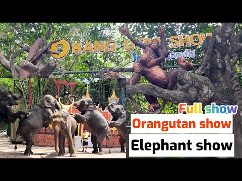 Orangutan show | Elephant Show | In safari world Bangkok Thailand #orangutan #safariworldbangkok