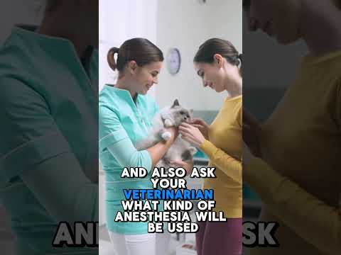 WATCH THIS Before Your Cat Goes Under Anesthesia! | Two Crazy Cat Ladies #cats #cathealth #cattips