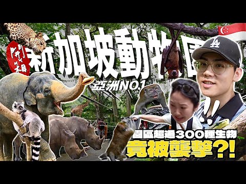 亞洲第一動物園有多好玩？零距離的動物森林！竟被猴子襲擊😱超過300種物種！比人還大的蝙蝠🦇門票值不值得？【新加坡自由行Vlog】