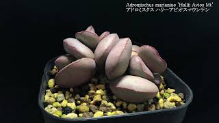 アドロミスクス ハリーアビオスマウンテン／ Adromischus marianiae 'Hallii Avios Mt'