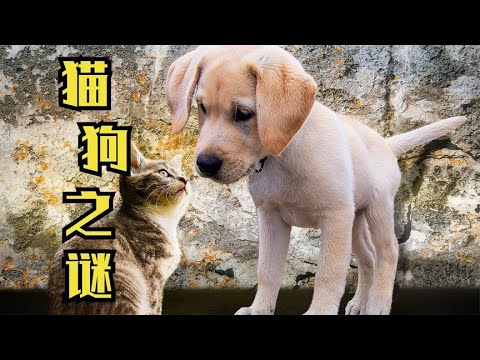 狗狗总是打断情侣的亲热，猫咪却喜欢送主人礼物。猫狗的秘密 | 动物世界