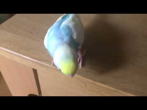 輪ゴムを落としたインコはあなたを見てきます