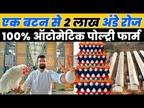 शानदार अंडा फैक्ट्री 2 लाख अंडा रोज | Biggest Automatic Poultry farm