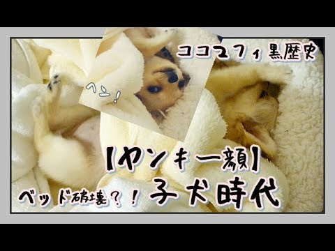 【ヤンキー顔⚡】ベッドを破壊🐾しようとする子犬チワワ🐶ココマフィの黒歴史～Chihuahua puppy trying to destroy her bed