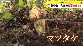 不作のマツタケ 石川・能登町で今年の収穫始まる　30年以上のベテラン「値段は安い年の倍ほど」