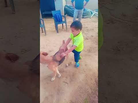 Tillu se dosti #viral#animal love#shorysfeed