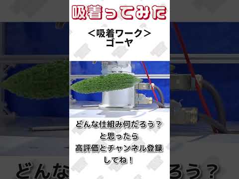 【 真空のチカラで 】ゴーヤ 吸着ってみた【コンバム】