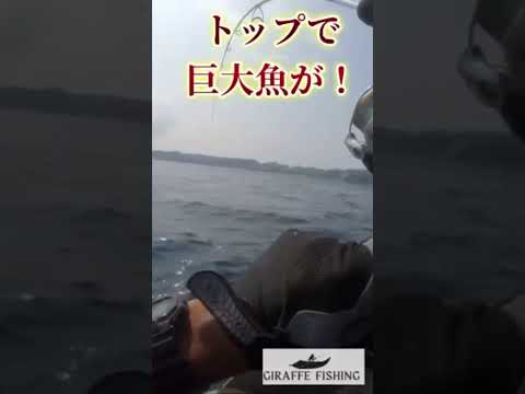 トップで驚きの大物巨大魚がヒットした！shimano ロックウォーク　110f