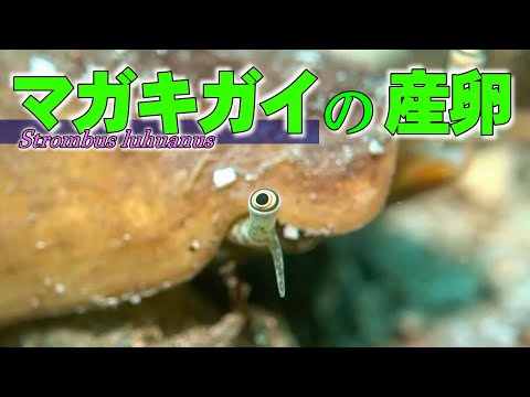 【 マガキガイの産卵 】刀を振り回す巻貝　Strombus luhuanus