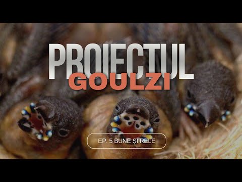 Reproducere goulzi - Mergem înainte cu bune și cu rele...