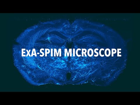 ‘ExA-SPIM’ microscope borrows from electronics industry to image incredible detail in the brain