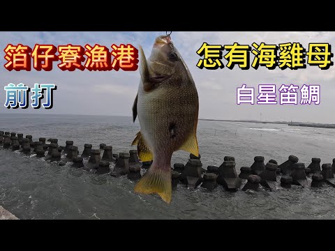 箔仔寮漁港內竟然有這種魚 高級夢幻魚種(花臉）還有很多石斑