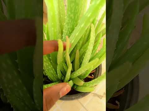 aloevera in small pot / aloevera in my balcony #shorts #youtuber #ytshorts #alovera / indu thoughts