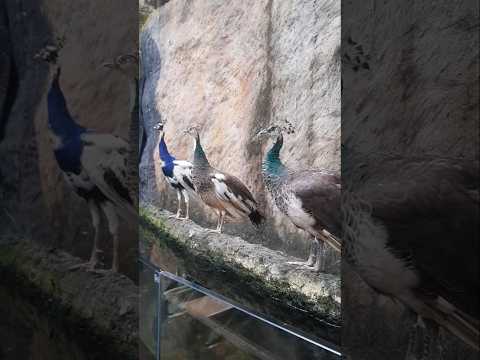 Peacock Watching #peacock