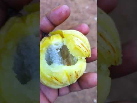 കുടംപുളി fruit #shorts #fruit #malayalam #kudampuli