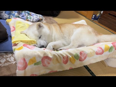 いつだって愛犬が家族の中心にいてくれる。