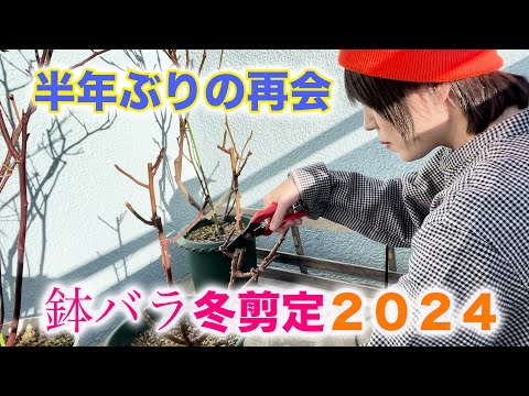 鉢バラ冬剪定2024。剪定の沼にハマっていく様子をお伝えします。