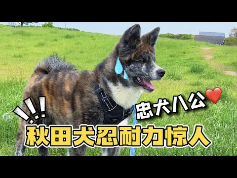 😭忠犬八公竟在我身邊！？你的狗狗比你想象的更愛你！ #furbo狗狗攝像機 #虎斑秋田犬 #秋田犬 #日本 #萌寵