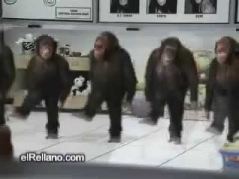 Dabke monkeys dancing-كرد يرقصون دبكة