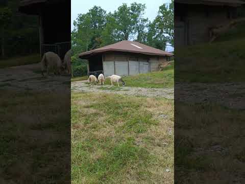 Adorable  Goats 🐐🐐🐐🐐#BabyGoats #GoatLife #CuteAnimals