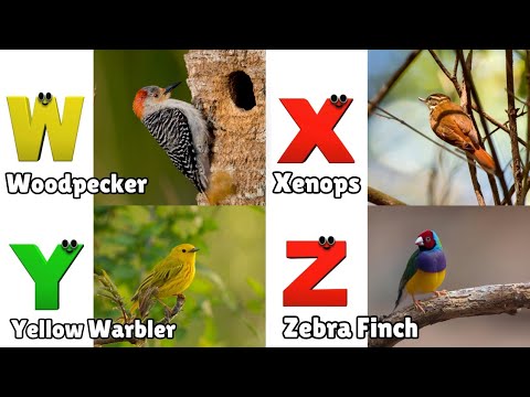 Birds ABC Song | Birds Alphabet Song | Learn English Alphabet Letters |  Phonics for Kids