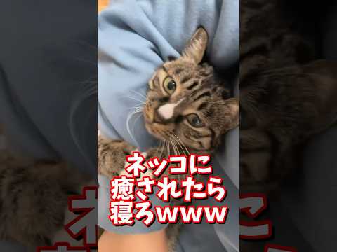 ネッコの動画で癒されたら寝ろｗｗｗ　#2ch #2ch動物スレ #2ch面白いスレ #動物 #犬 #猫 #癒やし #ねこ #ネコ  #可愛い猫 #おもしろい猫