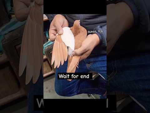 Chal chap pigeon #kabutar #shortvideo #shorts #viralvideo