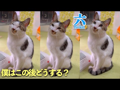 愛猫が見せる哀愁溢れる表情からの行動が面白すぎて可愛いのです | [生まれ変わりの猫] 六 (Roku)