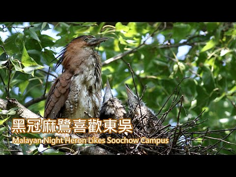 6-10黑冠麻鷺喜歡東吳 Malayan Night Heron Likes Soochow Campus