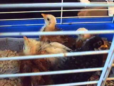 Young Chicks in a Pen