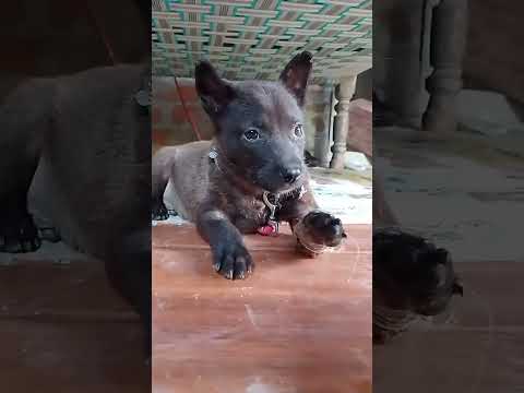 ఇది మామూలు కుక్క🐕కాదు తన రాతను కొత్తగా రాసుకుంటుంది👌 #shorts #dog