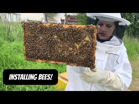 Installing Bees On The Homestead