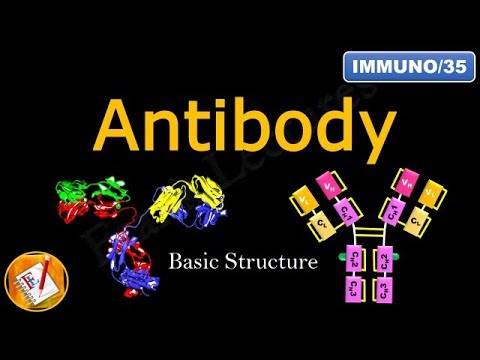 Detailed Antibody Structure (FL-Immuno/35)