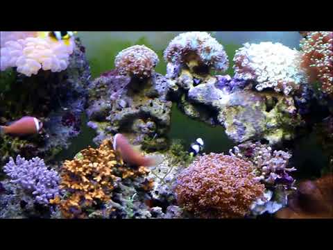 斯里蘭卡巧克力小丑（玫瑰小丑 大陸）與花瓶珊瑚Maldives Anemonefish and Tip Frogspawn Coral