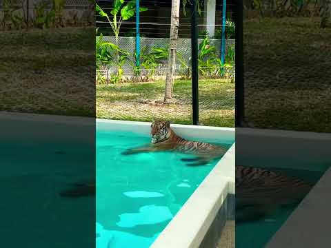 Inside of Tiger park of phuket #tigerpark #tigerparkpattaya #tigers #pattaya #trending #viral