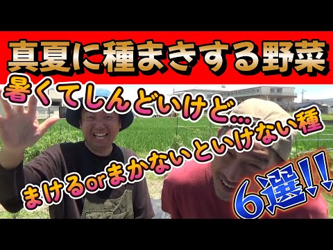 【家庭菜園】8月に種まきできる野菜6選!!なかにはこの時期にまかないといけない種も・・・【農業初心者】【農業】【園芸】