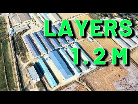 1.2 MILLION Layers Modern Fully Automatic Systems Farm