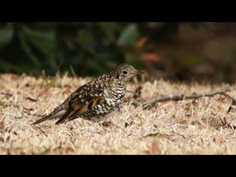 しもじいさん トラツグミ