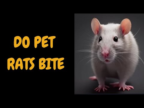 Do Pet Rats Bite