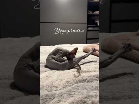 My daughters new Sphynx kitten is becoming so naughty! #sphynx #cat #cats #catlover #catvideos