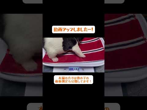 体重測定９日目の動画アップしました！みんなコロコロむちむちになってきたよ🐖💗