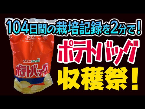 104日間のじゃがいも栽培記録を2分で！ポテトバッグ収穫祭！