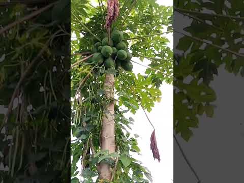 pakka ped per Paka papita#video #viral #shoat #kisan #shorts