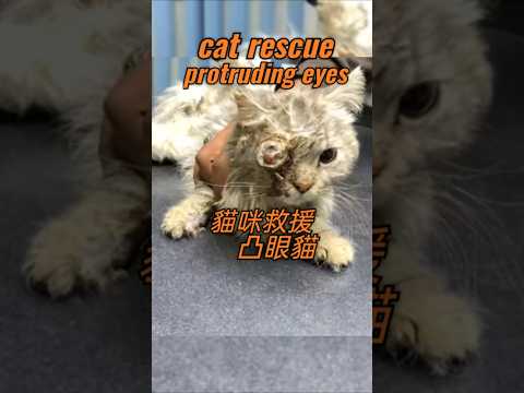 Cat rescue abandoned cat 貓咪救援凸眼貓 #cat #rescuecut #abandonedcat