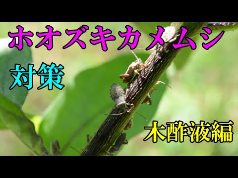 【ホオズキカメムシ】ホオズキカメムシ対策 木酢液編