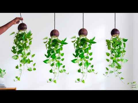 Bring Good Luck To Your Home with Indoor Money Plant Decoration Ideas | Money Plants//GREEN PLANTS